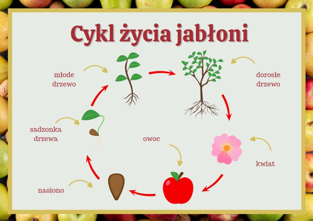 Dzień Jabłka - Gazetka szkolna