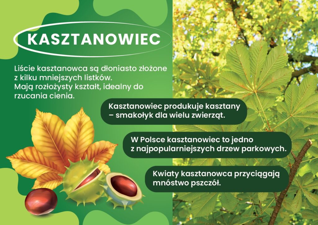 gazetka-drzewa-i-liscie