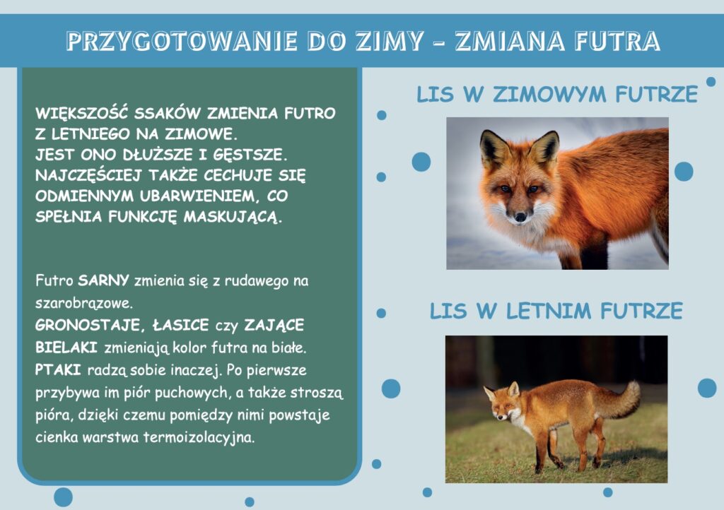 zwierzęta zimą - gazetka szkolna