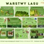 warstwy-lasu-gazetka-szkolna-do-druku