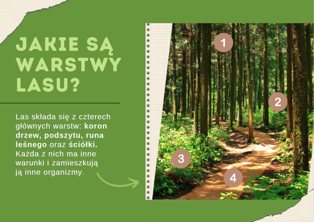 Warstwy lasu - gazetka szkolna do druku - 2025