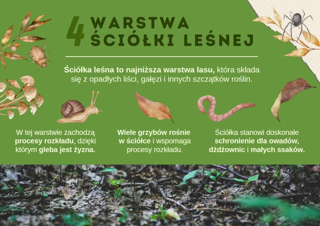 Sprawdzian Z Warstw Lasu Klasa 3 Do Druku