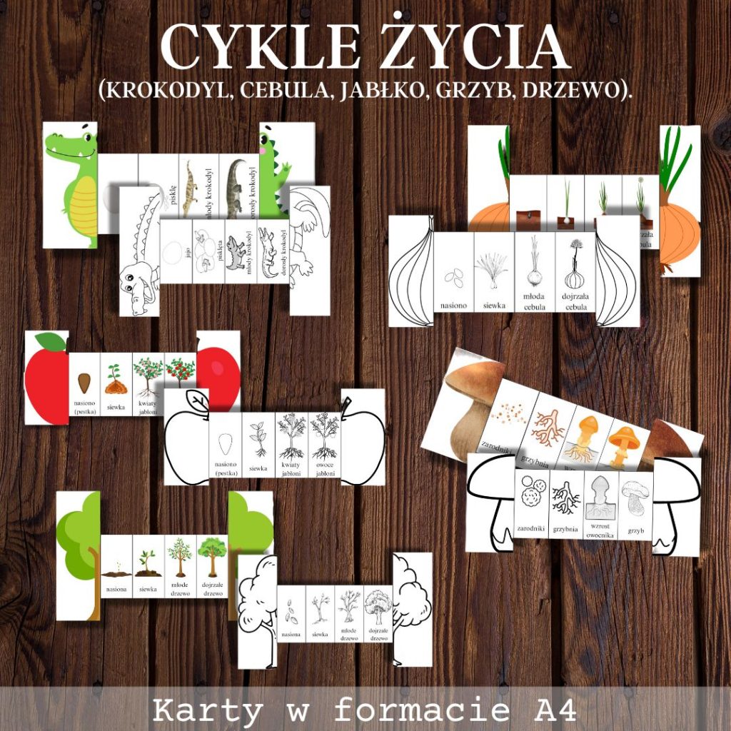 cykl-zycia-zwierzat-krokodyl-cebula-jablko-grzyb-drzewo-pdf-a4 (2)