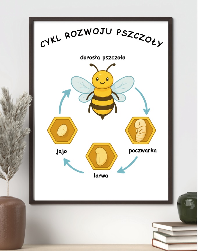 plakat-cykl-rozwoju-pszczoly-do-druku-pdf