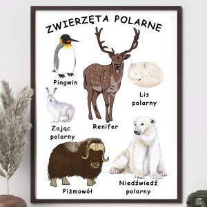 Plakat – Zwierzęta polarne – do druku PDF