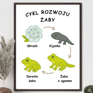 plakat-cykl-rozwoju-zaby-do-druku-pdf