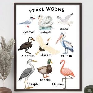 plakat-ptaki-wodne-do-druku-pdf