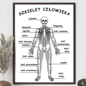 Plakat – Szkielet człowieka – do druku PDF