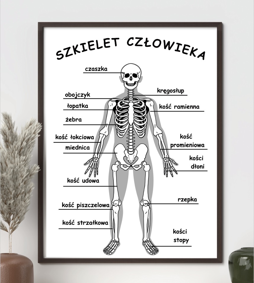 Plakat – Szkielet człowieka – do druku PDF