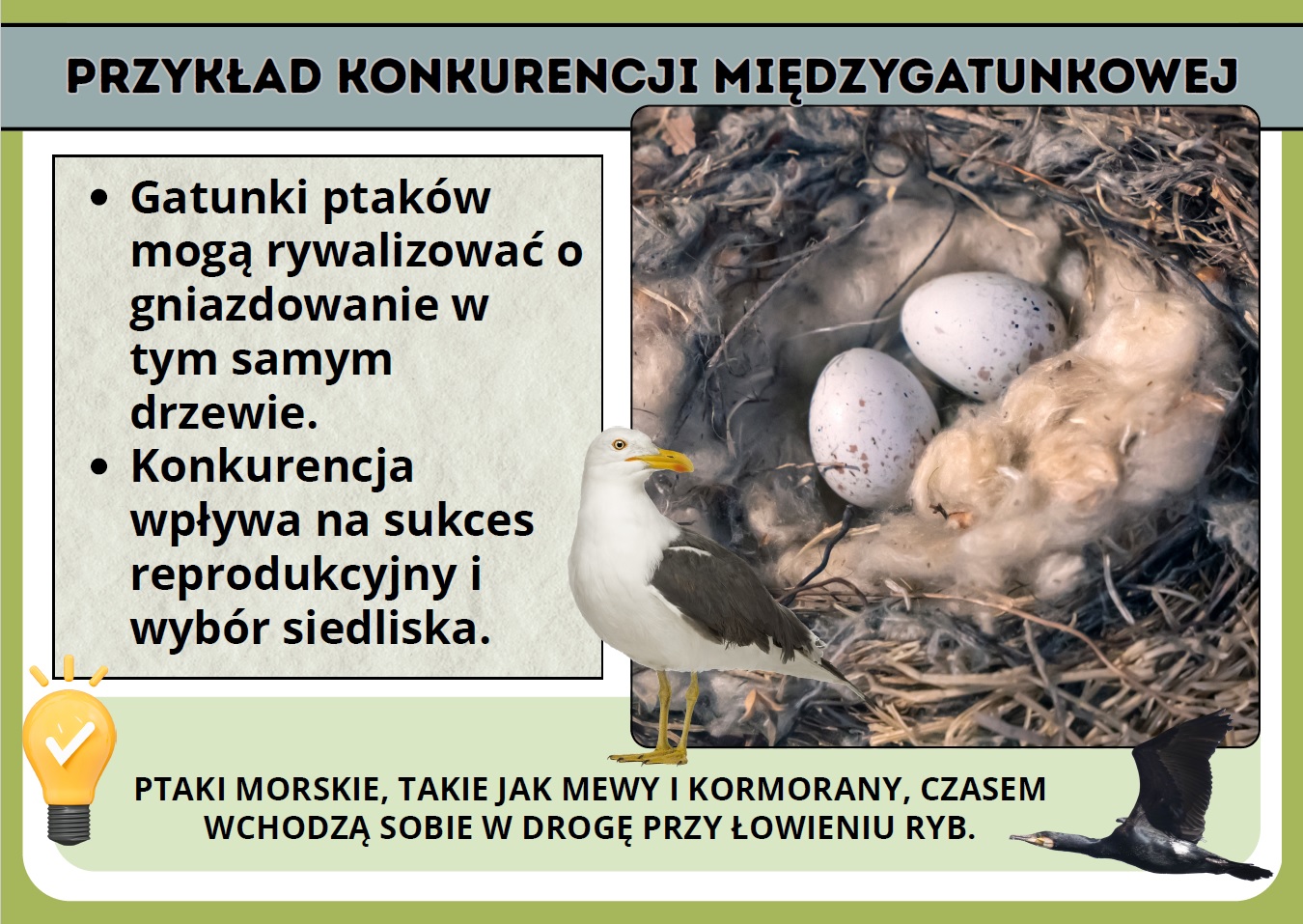 skutki-konkurencji-gatunkowej-gazetka-pdf-3