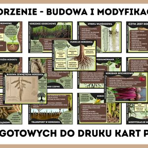 Korzenie - budowa i modyfikacje - gazetka szkolna