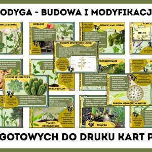 lodyga-budowa-i-modyfikacje-gazetka-szkolna