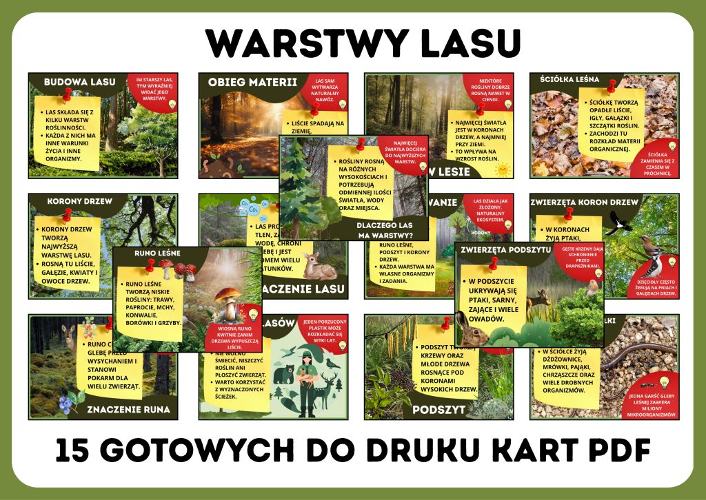 warstwy-lasu-gazetka-szkolna-prezentacja-pdf
