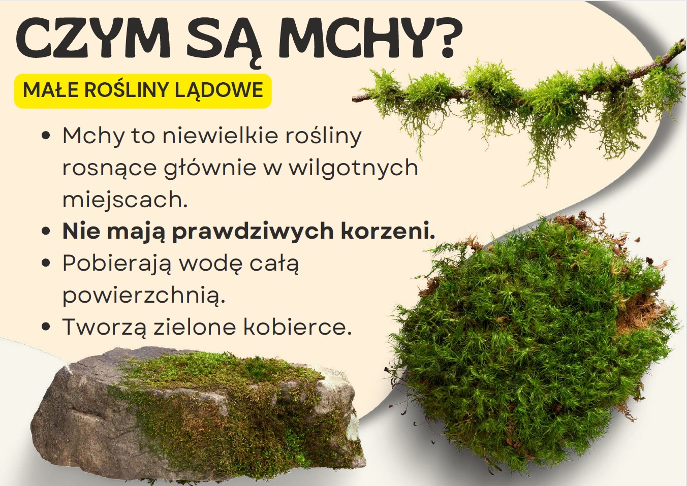 mchy-i-paprotniki-gazetka-szkolna-prezentacja-pdf-2