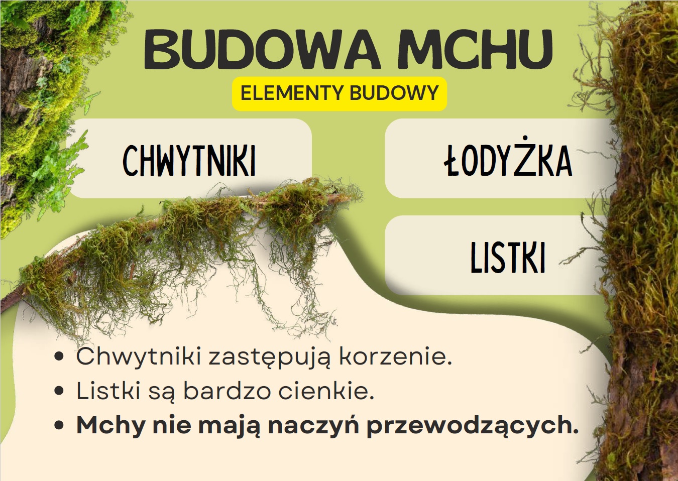 mchy-i-paprotniki-gazetka-szkolna-prezentacja-pdf-3