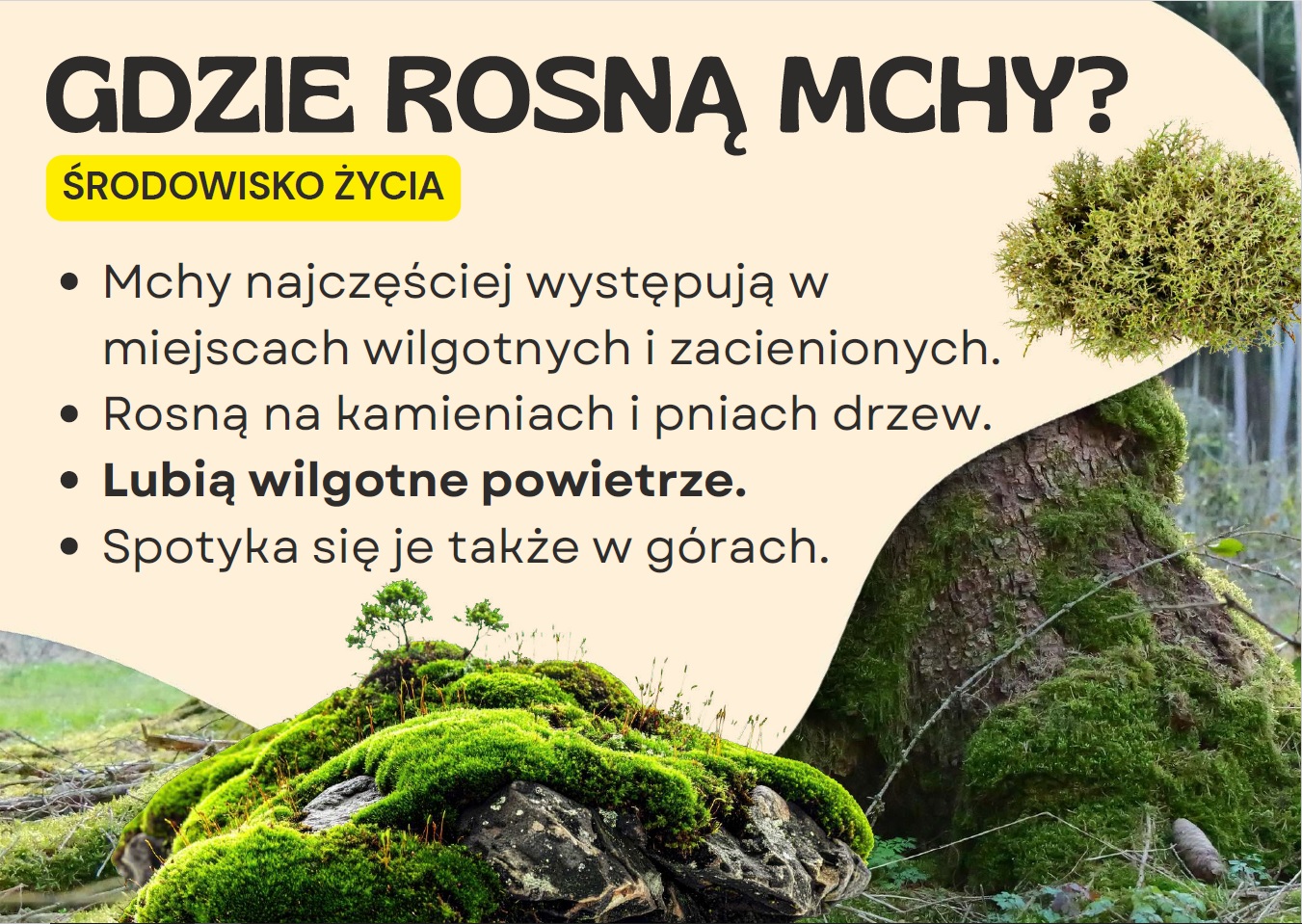 mchy-i-paprotniki-gazetka-szkolna-prezentacja-pdf-4