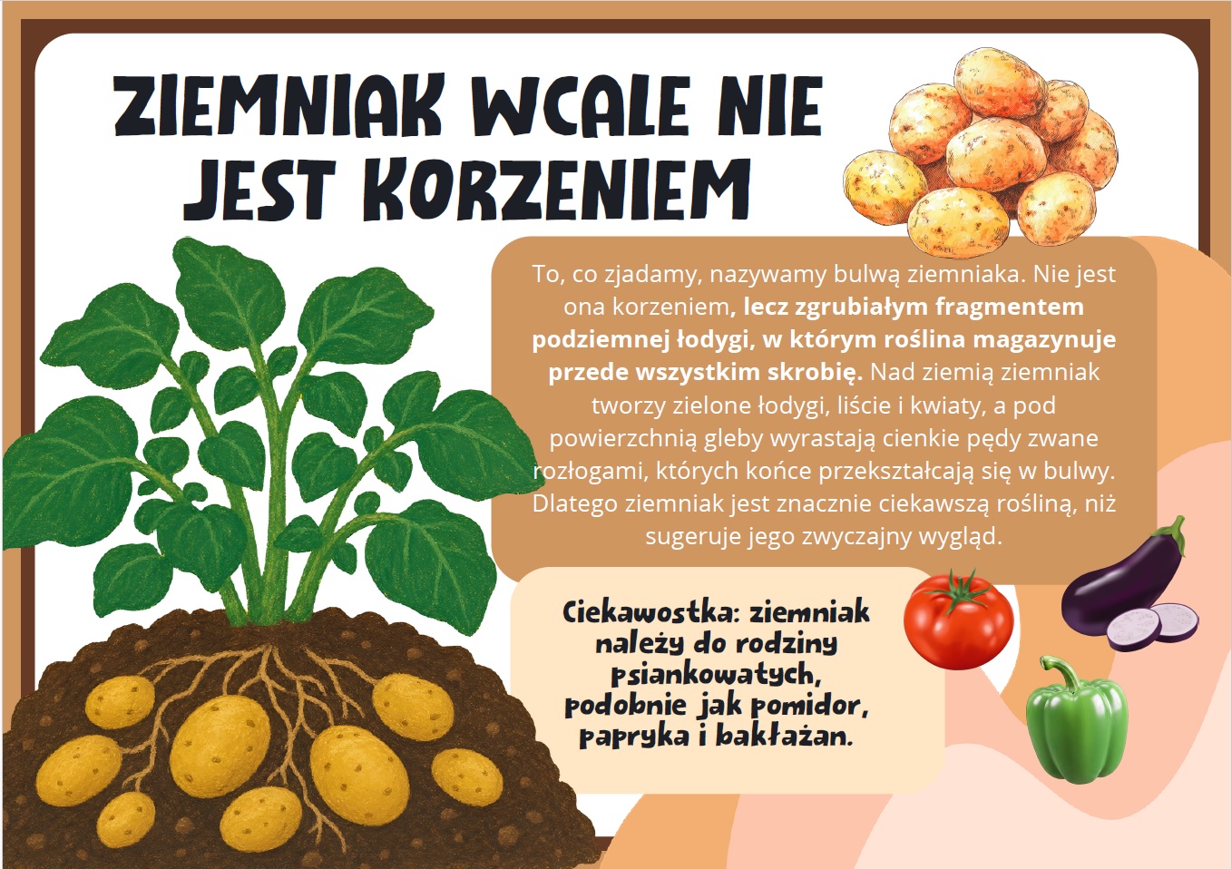 dzien-ziemniaka-gazetka-szkolna-prezentacja-pdf-2